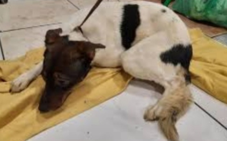 Zbiórka Zbieram na pomoc dla psa / łatka - zdjęcie główne