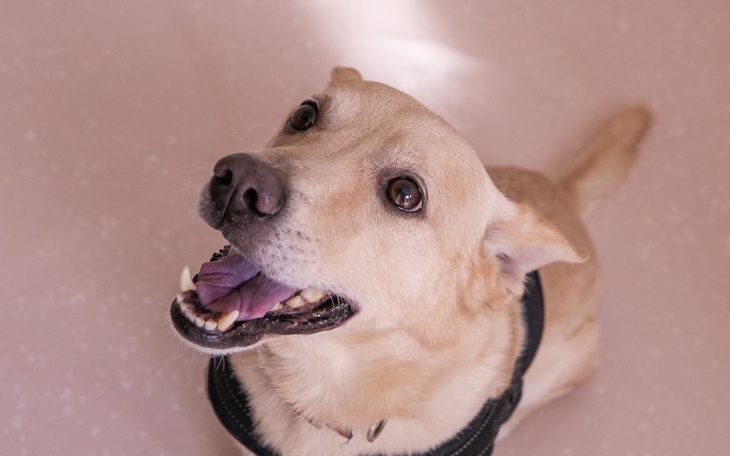 Pies patrzy w górę z uśmiechem, w tle jasna podłoga.