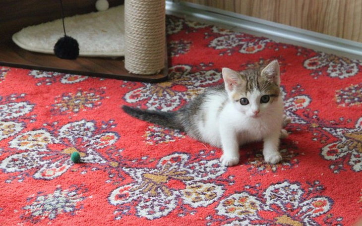 Zbiórka Podaruj jej nóżki - zdjęcie główne