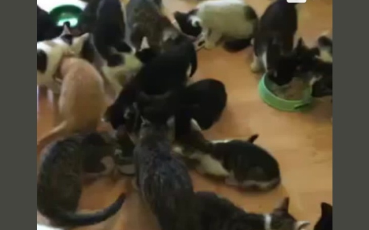 Zbiórka Domki dla kotków bezd - zdjęcie główne