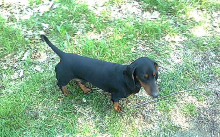 Zbiórka Pomużcie ratować Korę - zdjęcie główne