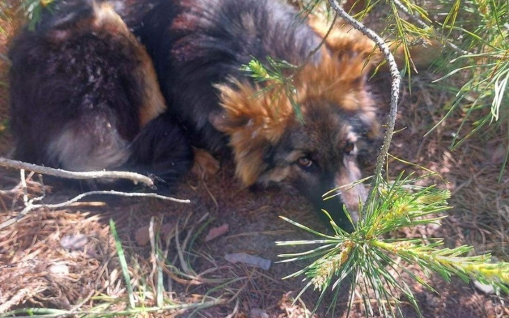 Zbiórka Ratunek dla Lejli - zdjęcie główne