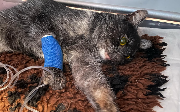 Chory kot z opatrunkiem, leżący na miękkim podłożu.