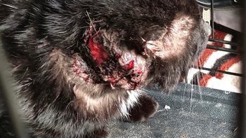 Zbiórka Ratujemy kocurka Bonda - miniaturka zdjęcia