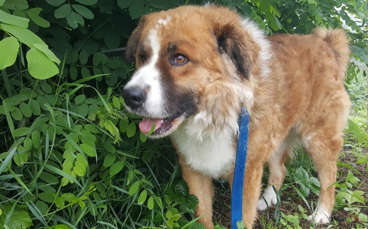 Zbiórka Człowiek umarł został pies. - zdjęcie główne