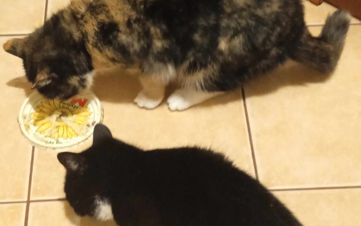 Zbiórka Sterylizacja kotki matki i córki - zdjęcie główne