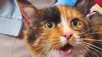 Zbiórka Izunia wyrzucona jak śmieć - miniaturka zdjęcia