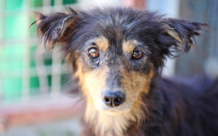 Pies z wyraźnym smutkiem w oczach, czekający na pomoc.
