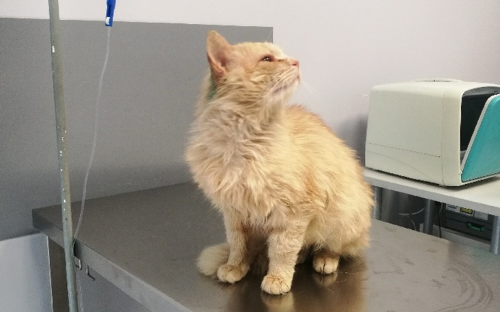 Zbiórka Na jedzenie ratowanych kotów - zdjęcie główne