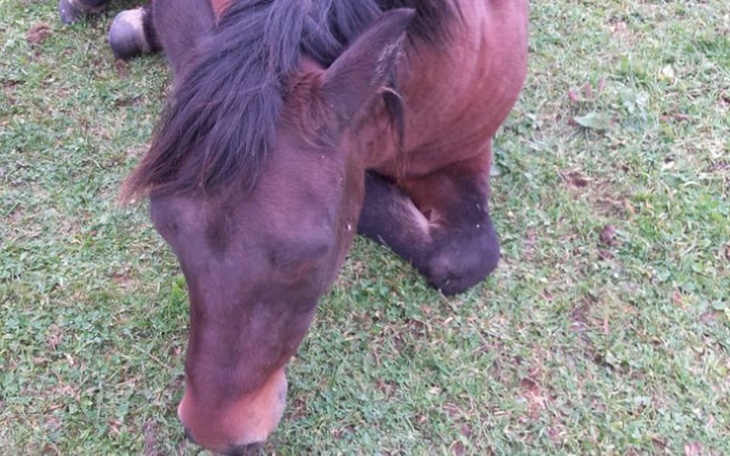 Zbiórka Lepsze życie dla Jedwabia - zdjęcie główne