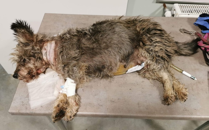 Zbiórka By umierająca Sisi przeżyła - zdjęcie główne