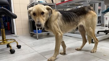 Zbiórka Operacja serca ofiary rolnika - miniaturka zdjęcia