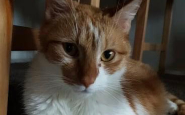 Zbiórka Usunięcie resekcji wątroby kotki - zdjęcie główne