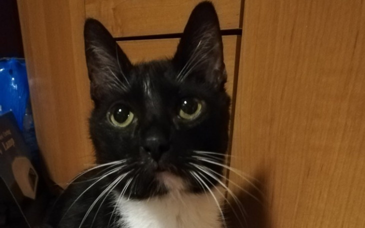 Zbiórka Mikołajkowy prezent dla Misia. - zdjęcie główne