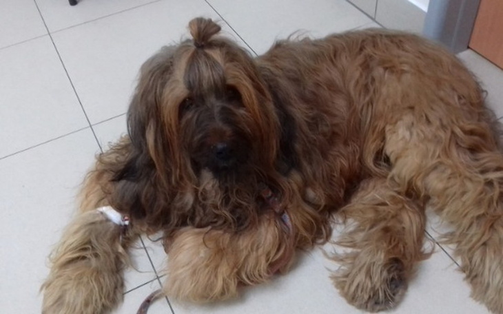 Zbiórka Ratunek dla Granda - zdjęcie główne