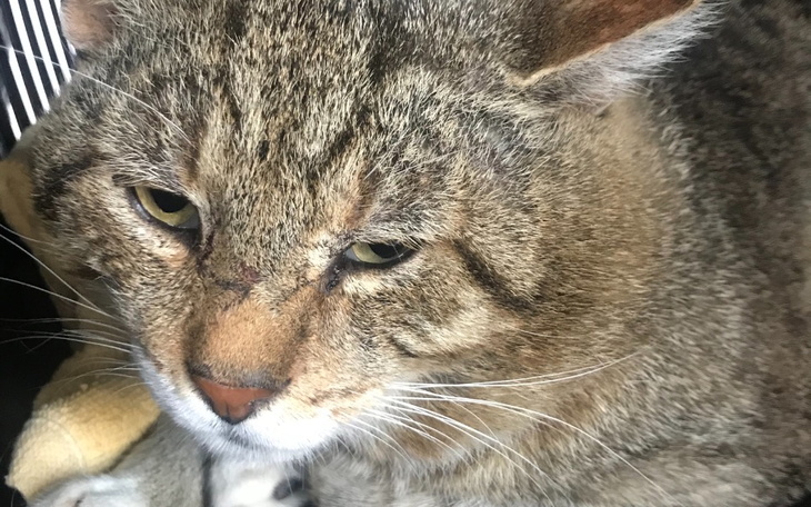 Zbiórka Na diagnozę dla bezdomniaka - zdjęcie główne