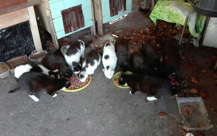 Zbiórka Kocia bieda,głód i bezdomność - zdjęcie główne