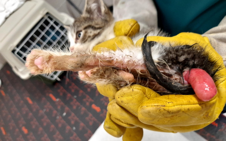 Weterynarz trzyma kota z uszkodzoną łapą.