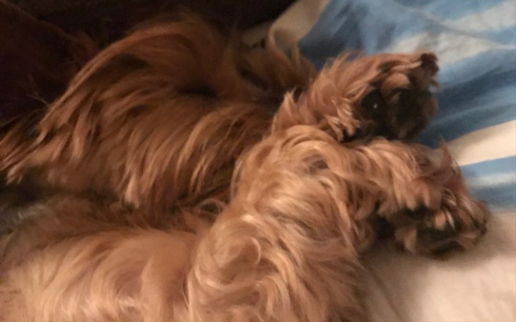 Zbiórka Zbiórka na leczenie Loli - zdjęcie główne