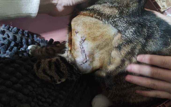 Zbiórka Operacja u kota - zdjęcie główne