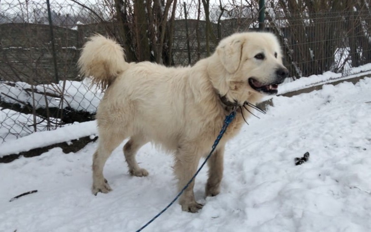 Biały pies w zimowym otoczeniu, radosny i przyjazny.