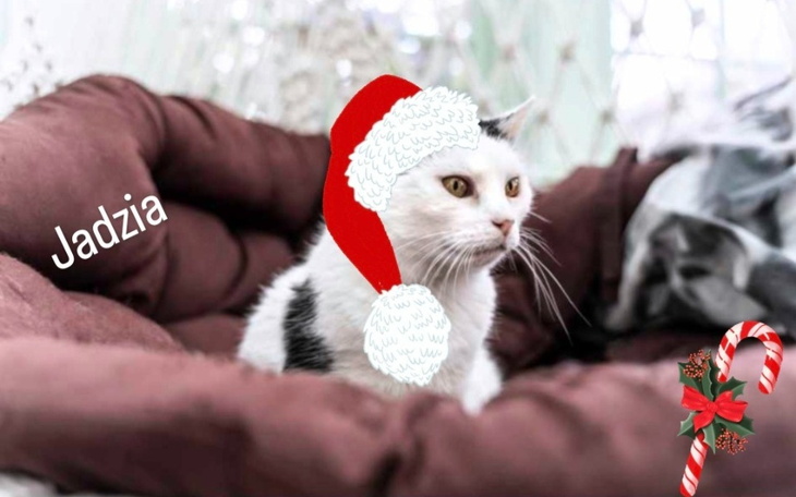 Kot w czapce Mikołaja, gotowy na święta.