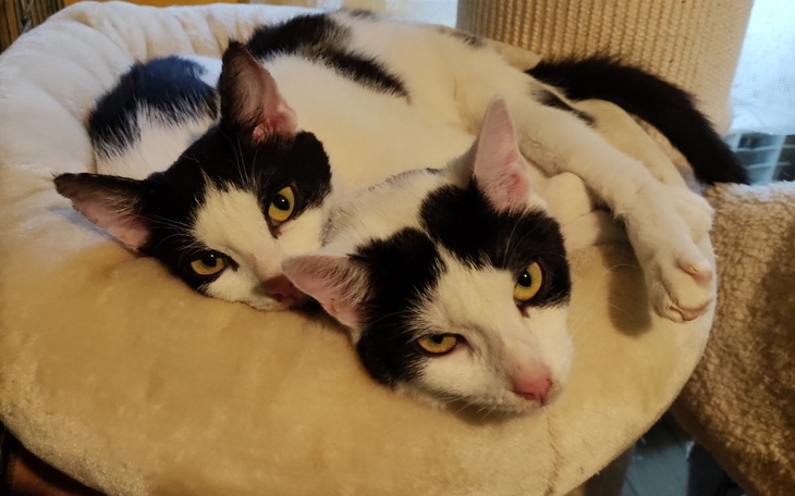 Zbiórka Niebieska sfora - grudzień - zdjęcie główne