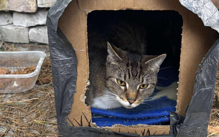 Kot w kartonowym domku, wygląda na zrelaksowanego.