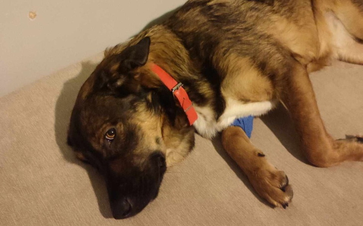 Pies leżący na kanapie, z wyrazem zmęczenia.