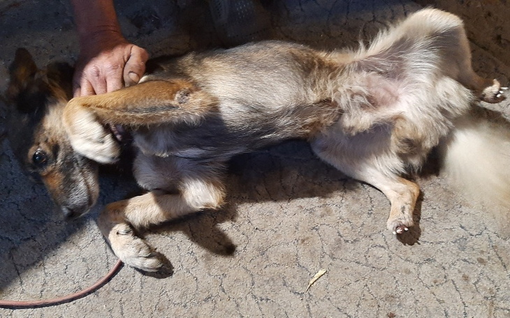 Zbiórka Na nowe łapki - zdjęcie główne