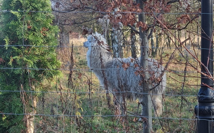 Zbiórka Jedna alpaka... Tak nie można - zdjęcie główne