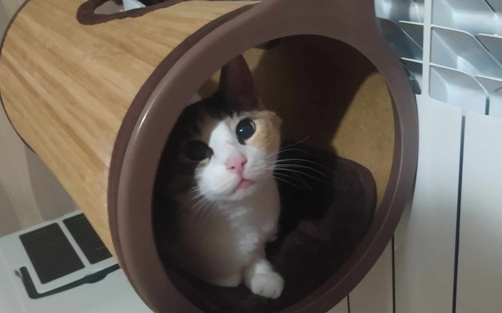 Zbiórka Holly, by żyć bez bólu ząbków... - zdjęcie główne