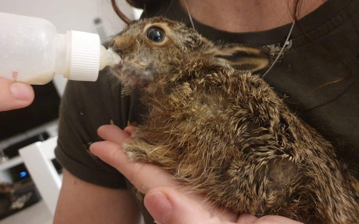 Zbiórka Salling Group pomaga zwierzakom - zdjęcie główne