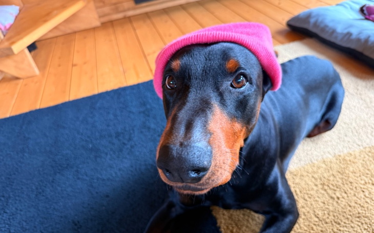 Dogo z różowym beretem, uroczy pies w nietypowym nakryciu.