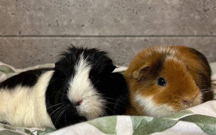 Zbiórka Na lepsze życie prosiaczka - zdjęcie główne