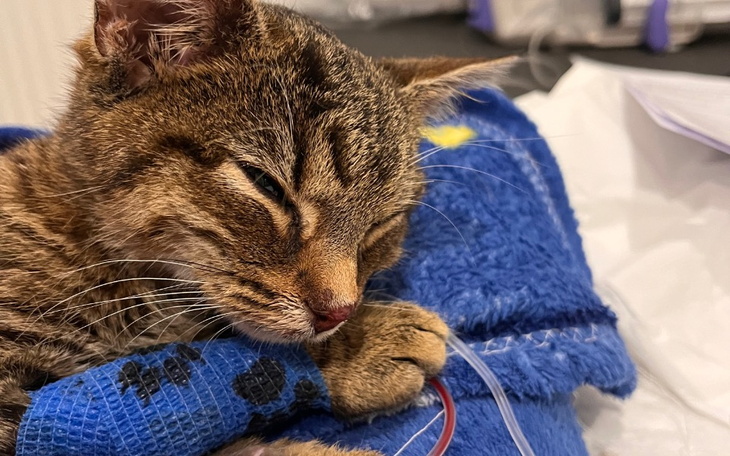 Zbiórka Mikołajkowa zbiórka na Tymczasy - zdjęcie główne