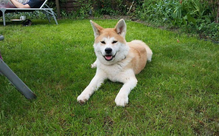 Zbiórka Operacja i rehabilitacja Akitki - zdjęcie główne