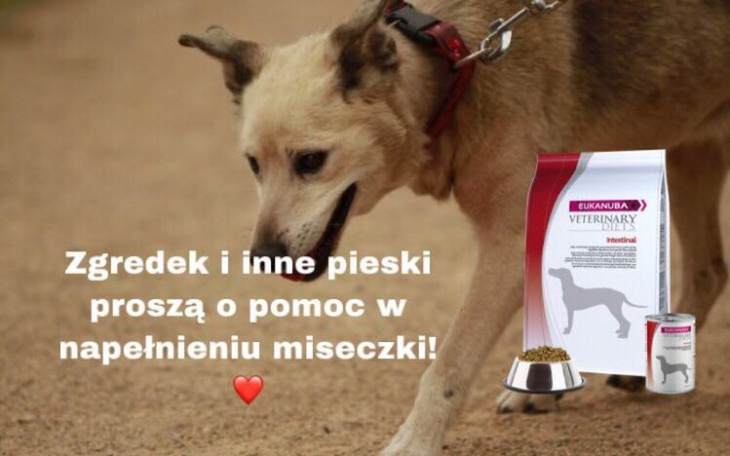 Zbiórka Specjalistyczna karma dla psów - zdjęcie główne