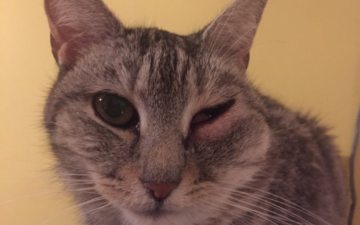 Zbiórka Ratujmy oko Maszy - zdjęcie główne