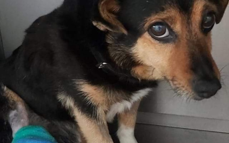 Zbiórka Pomoc zwierzaczkom. - zdjęcie główne