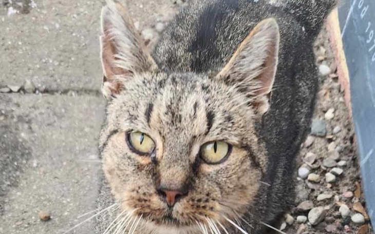 Zbiórka Zabieg stomatologiczny dla Lili - zdjęcie główne