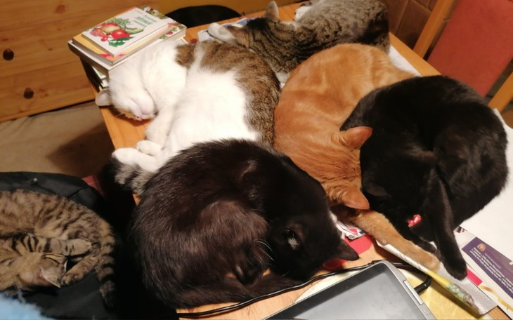 Zbiórka Pomoc dla moich zwierząt - zdjęcie główne