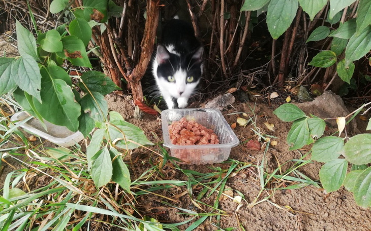 Zbiórka Bezdomna koteczka Iti - zdjęcie główne