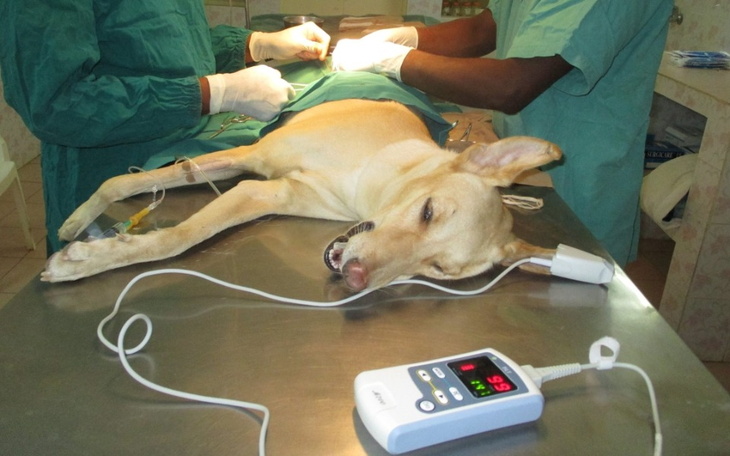 Zbiórka Zbiorka dla psa - zdjęcie główne