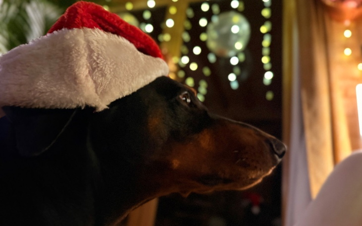 Dwa psy w trawie, radosne chwile na świeżym powietrzu.