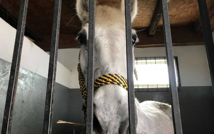 Biały koń patrzący przez kraty, z ciekawym spojrzeniem.