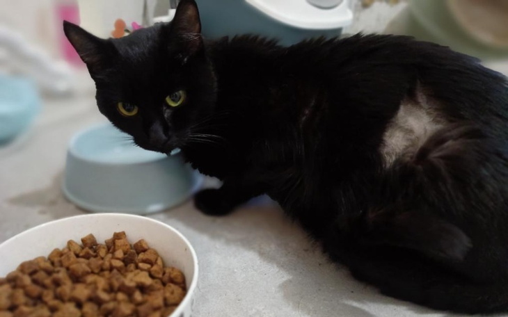 Zbiórka Leczenie kotka Bambiego - zdjęcie główne