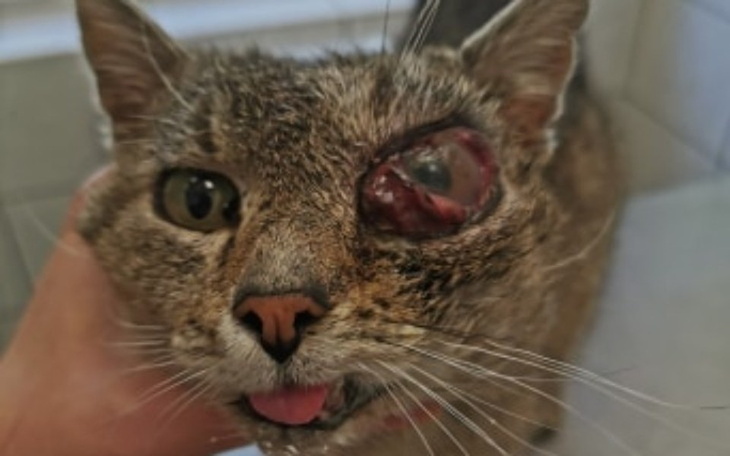 Zbiórka Ratujemy Kaszmira - zdjęcie główne