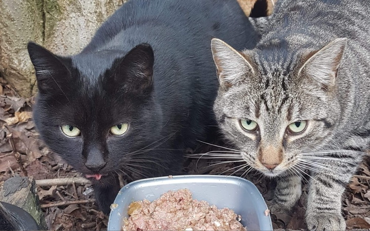 Zbiórka Koty w potrzebie-zbiórka urodzin - zdjęcie główne