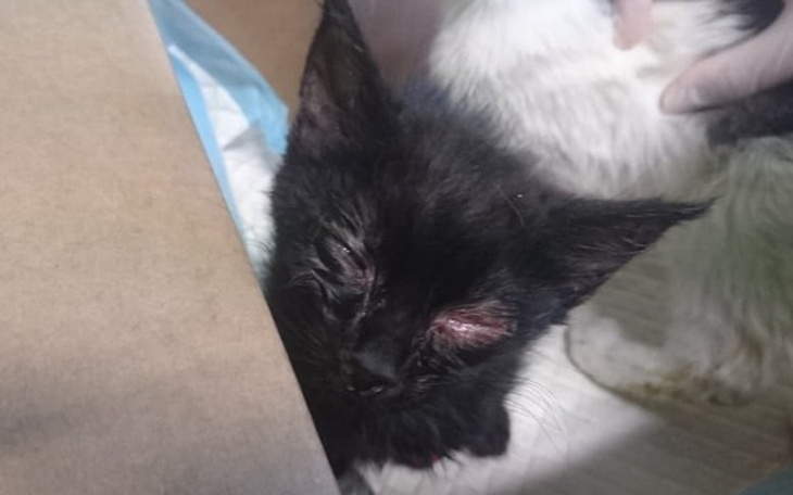 Zbiórka Kaziu i Kubuś proszą o pomoc ! - zdjęcie główne